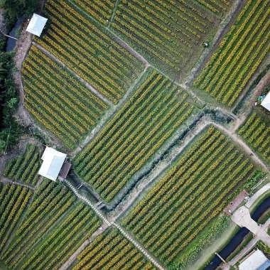 Dynamic aerial crop view