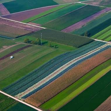 Rows of fields