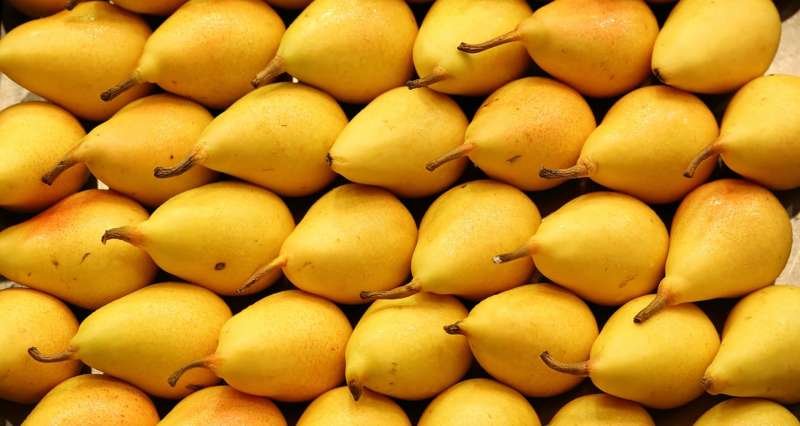 Rows of pears